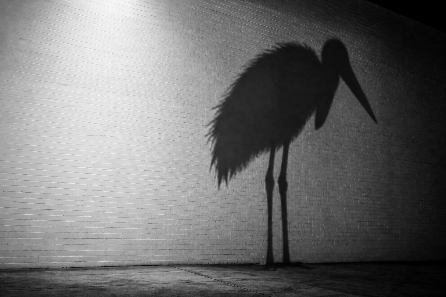 An imposing marabou stork shadow looms across a stark white brick wall